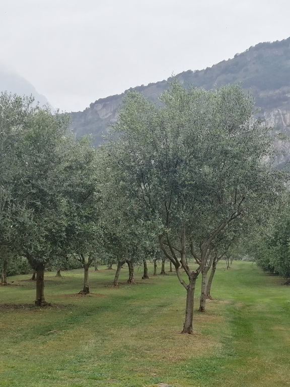 dove-siamo | dintorni | torbole sul garda